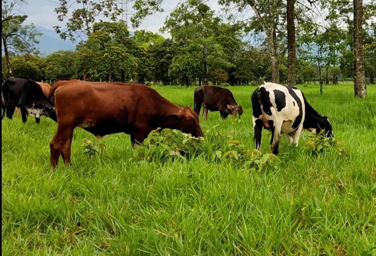 A la venta 8 Hermosas Novillas tipo Leche, excelente genética (Gyrolando, Brahmolando, Simhol y Pardo Zuizo). Todas con preñez confirmada (6 en primer tercio de gestación y 2 en te — 1