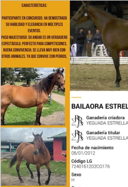 Vendo Yegua Pura Raza Española (PRE) – BAILAORA ESTRELLA — 1