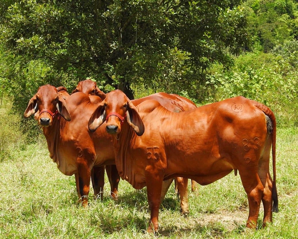 👠7 NOVILLAS BRAHMAN ROJO PURAS CON REGISTRO — 1