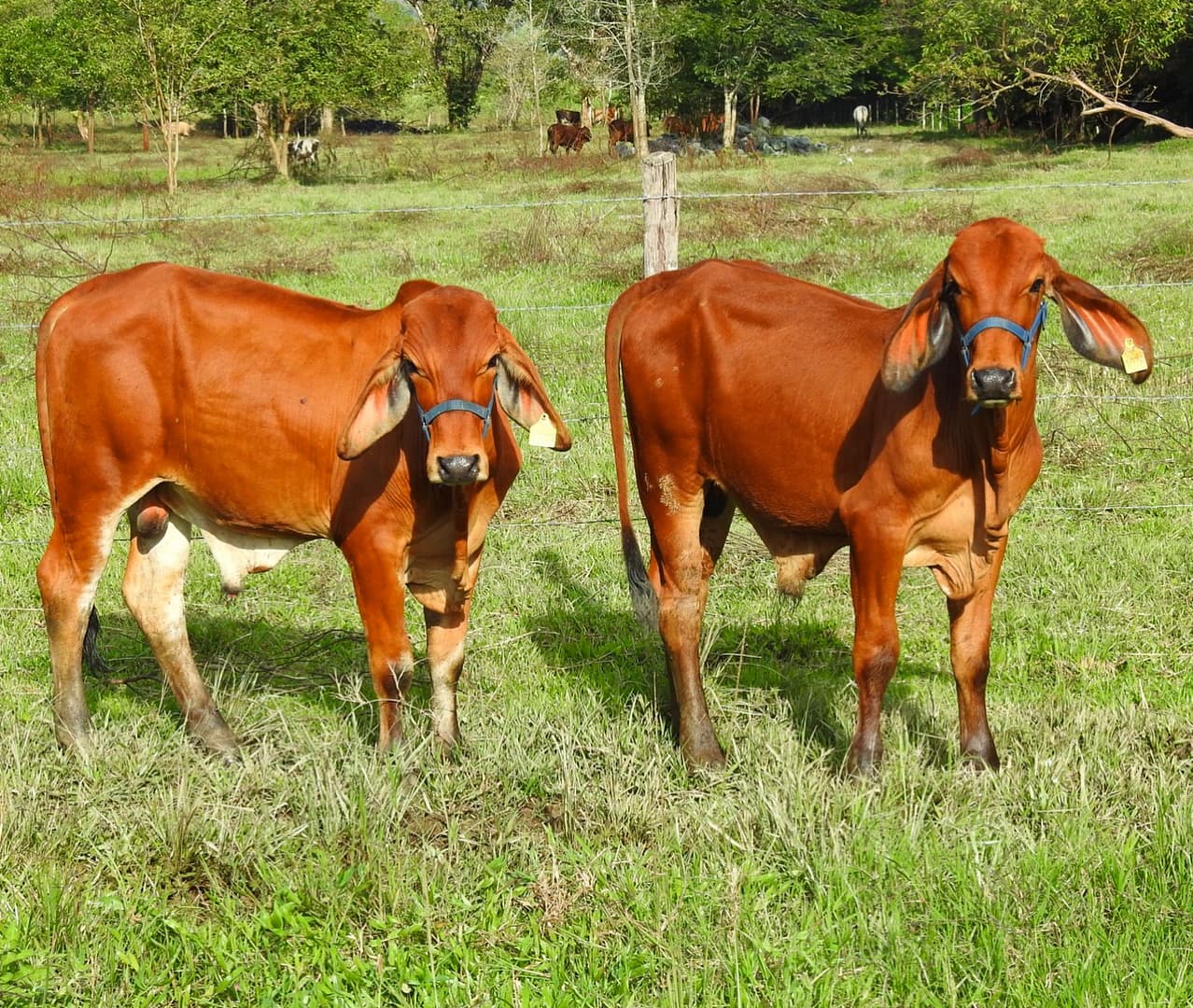 EMBRIONES BRAHMAN ROJO CON REGISTRO – MACHOS — 1