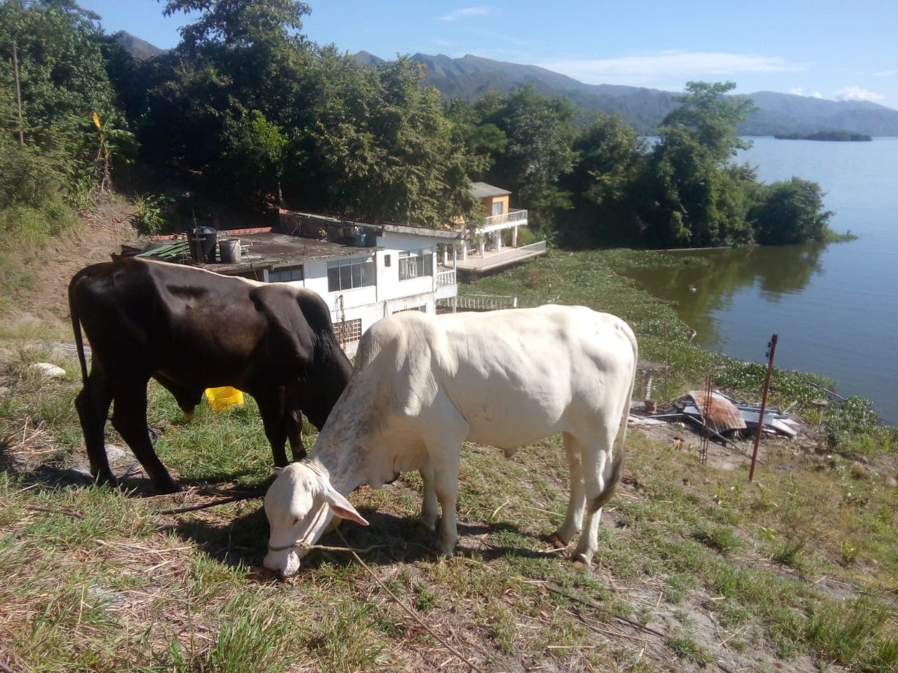 Ganado Brahman 2 ejemplares – Año y 8 meses