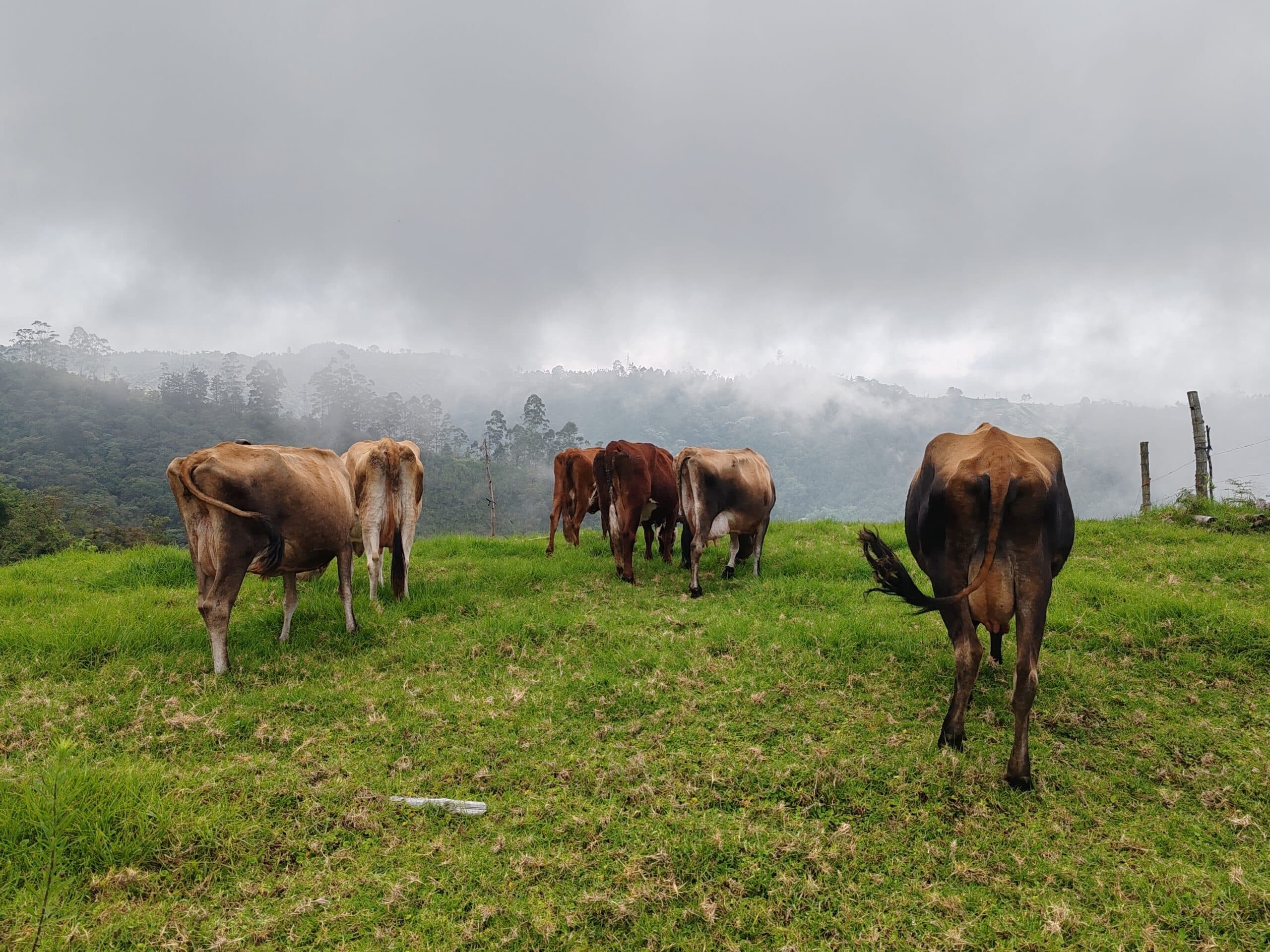 Vendo vacas jerholas lecheras — 1