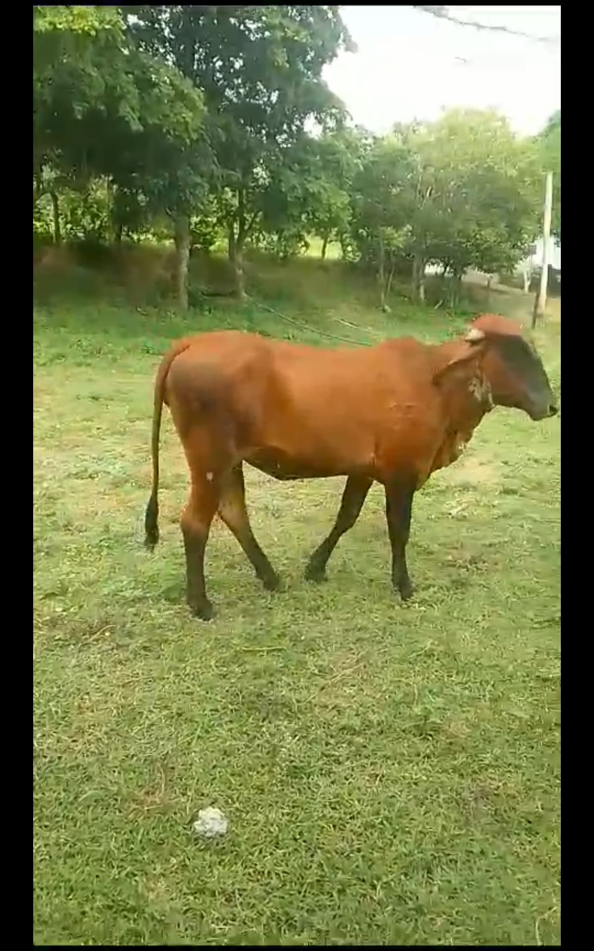 Novilla con bien cruce lechero