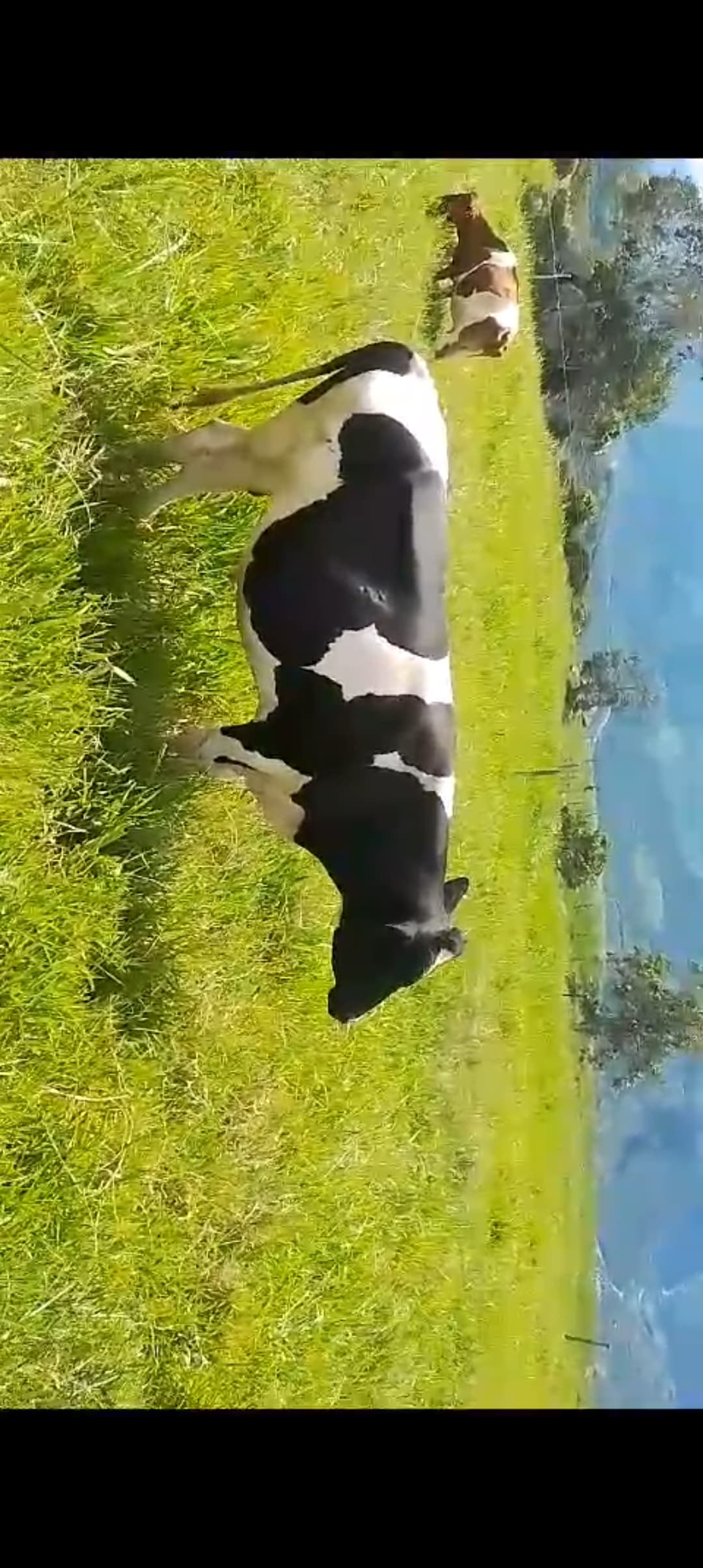 Vendo toro holstein 33 meses — 1