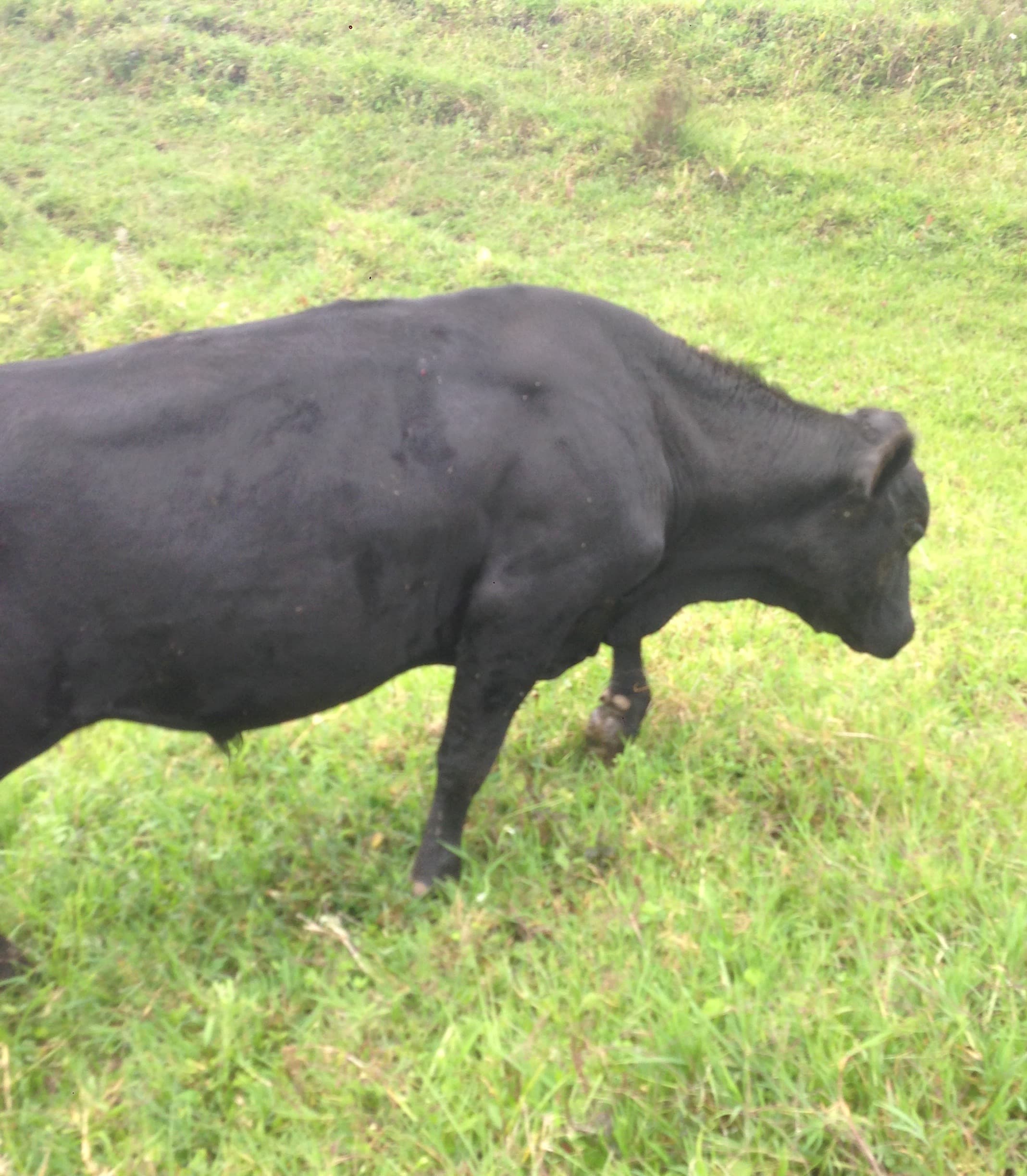 Toro Angus — 1