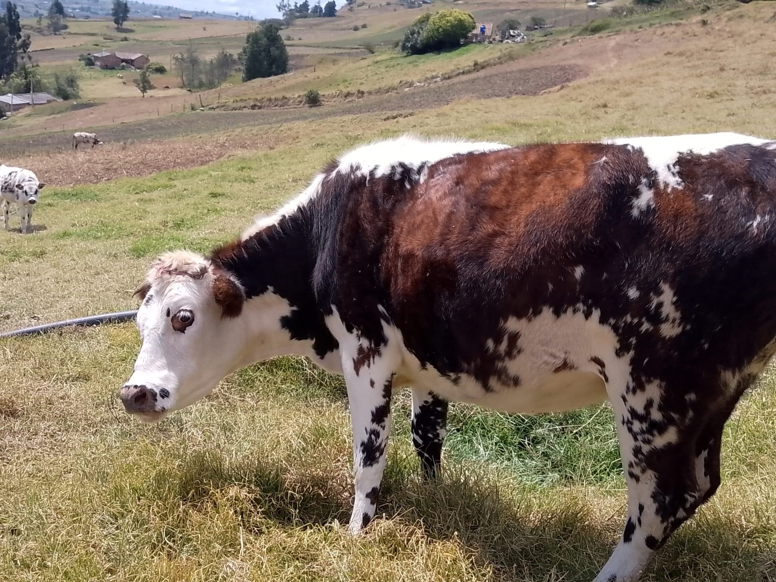 En venta novilla normanda — 1