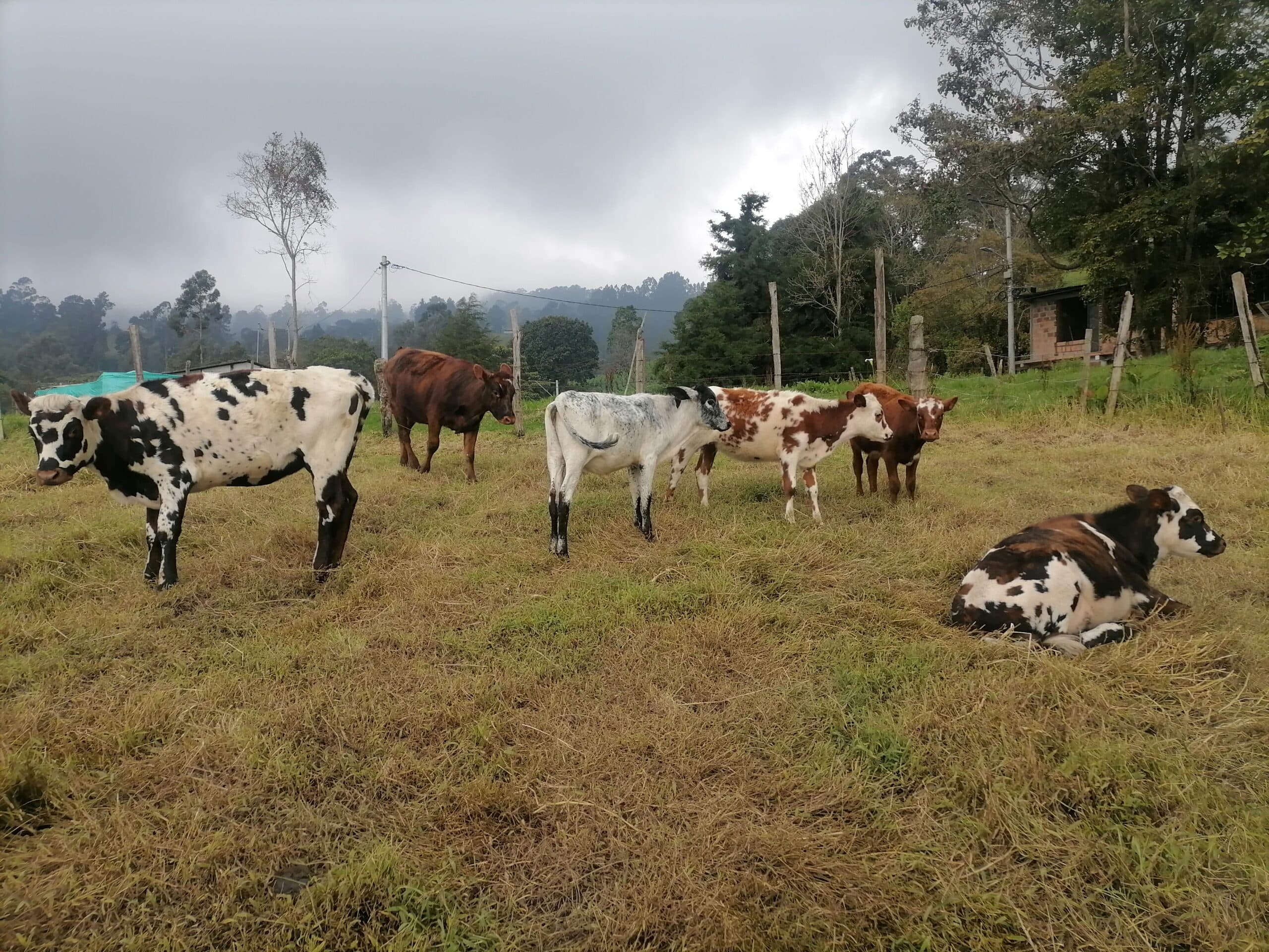 HERMOSAS NOVILLAS