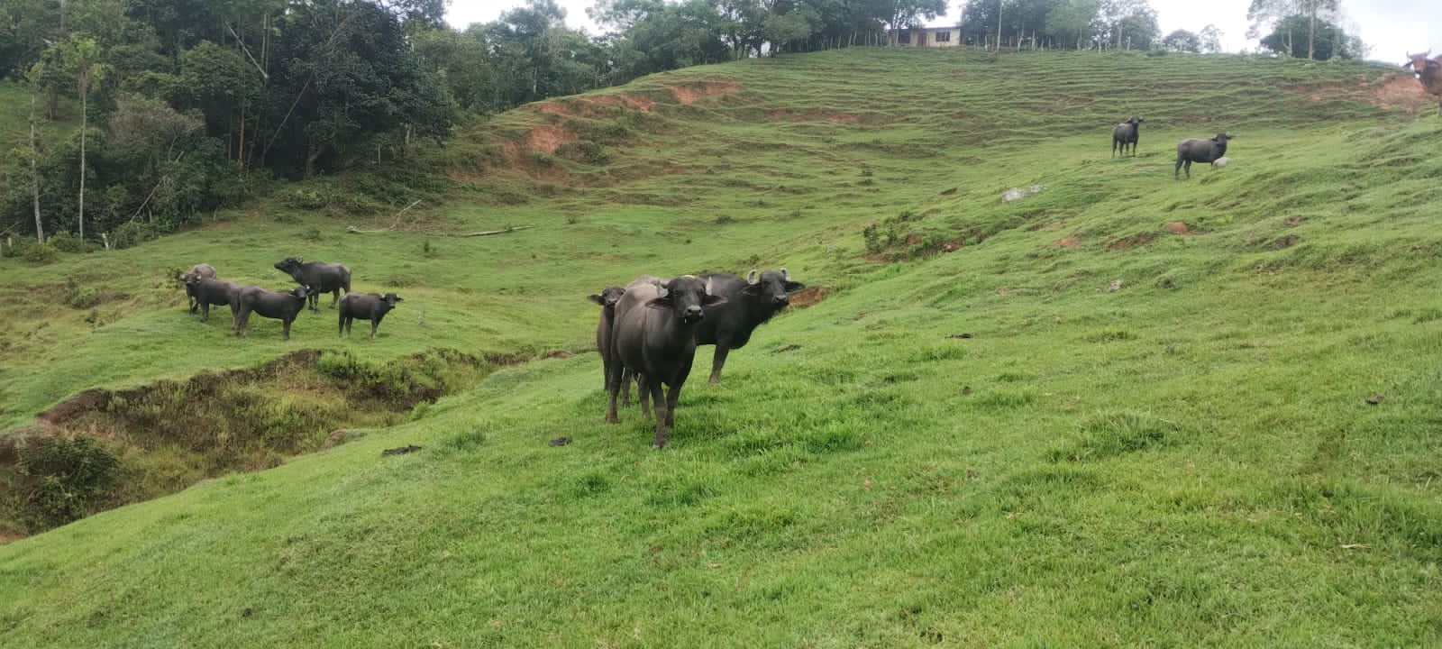 VENDO LOTE DE BUFALAS PREÑADAS MAS INFO — 1