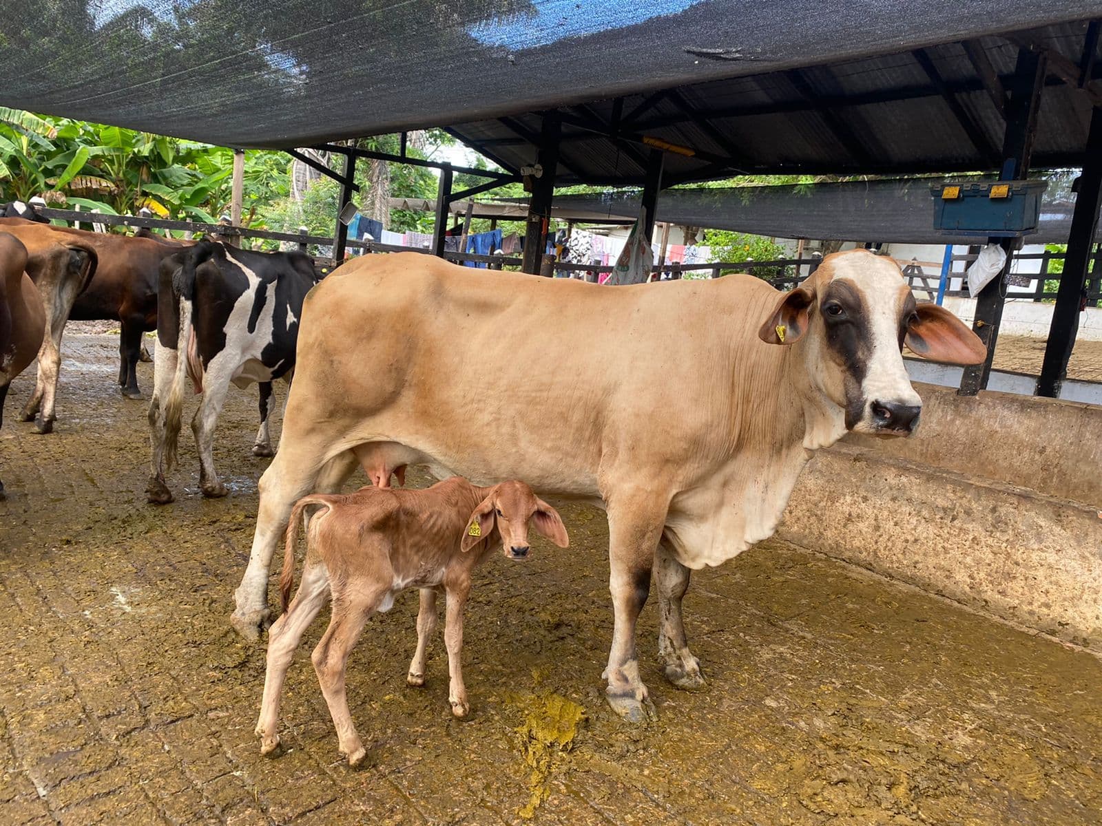 SE VENDE VACAS PARIDAS F1 TIPO LECHE