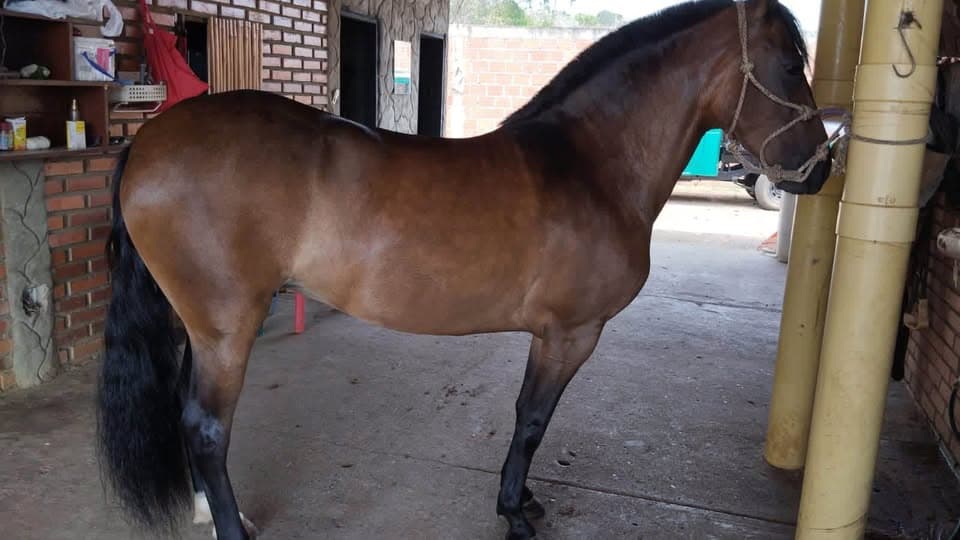 🐴Vendo a Doña Mónica De Villa del Mar — 1