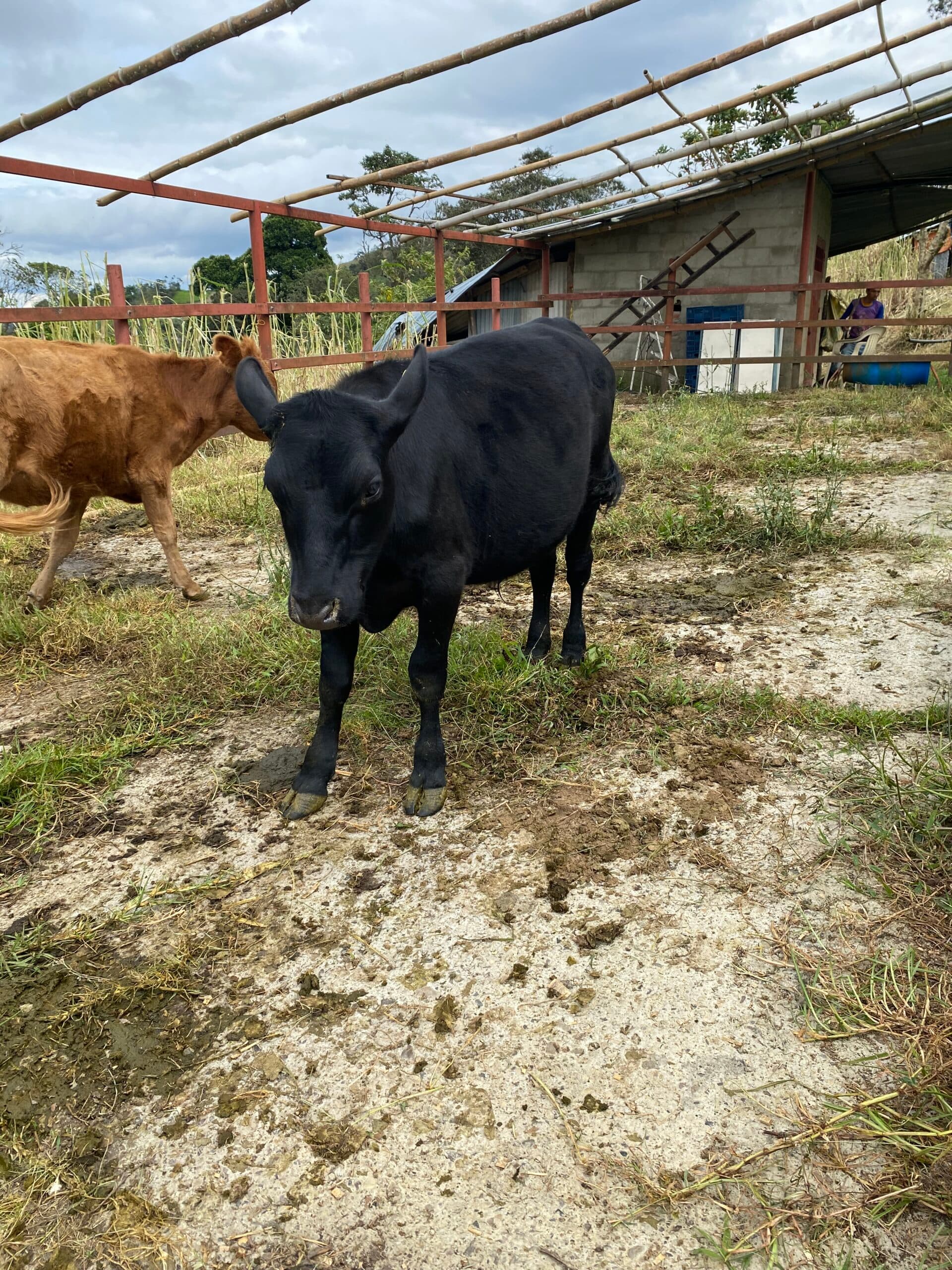 Venta terneros brangus — 1