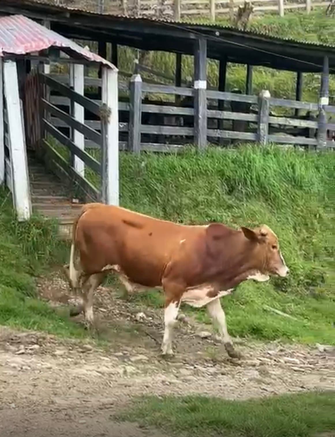 Venta de machos tipo carne