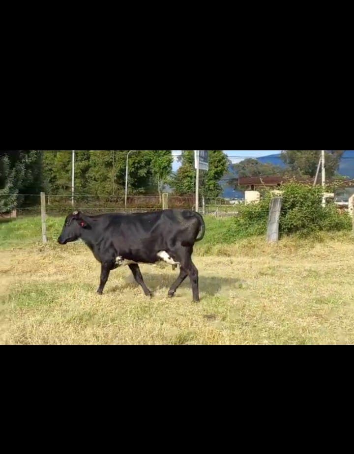 JERHOL,HOLSTEIN Y GIROLANDA 10 PROXIMAS