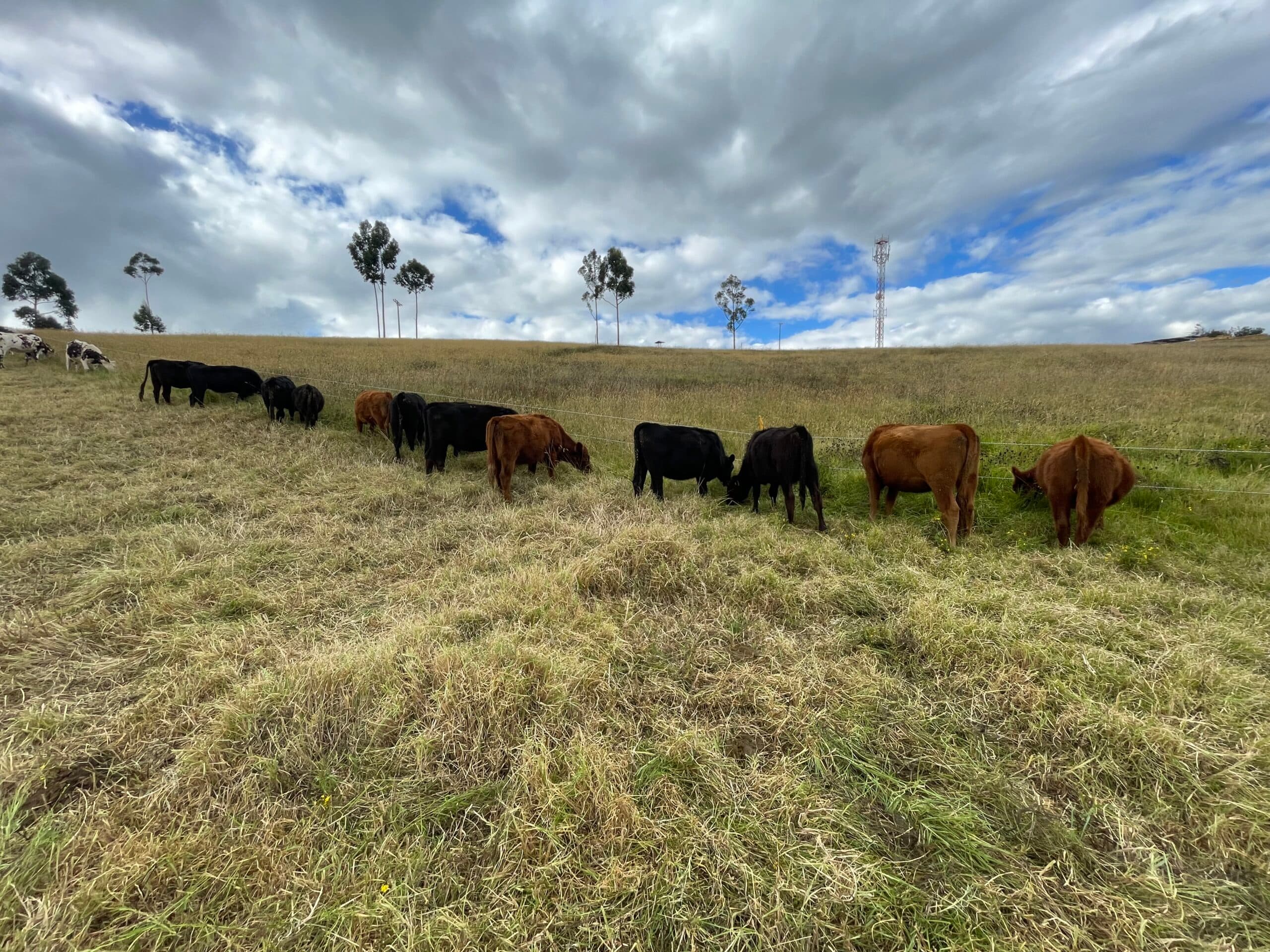 Vendo novillas angus puras