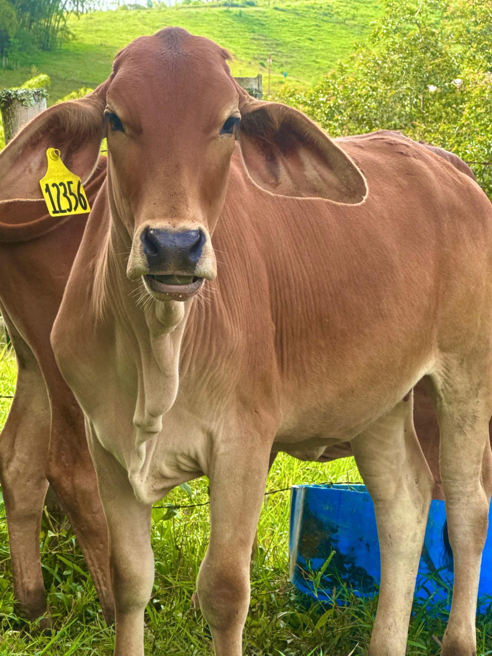 Vendo lote 1 macho y 2 hembras Brahman Rojo Cerezos muy extras — 1