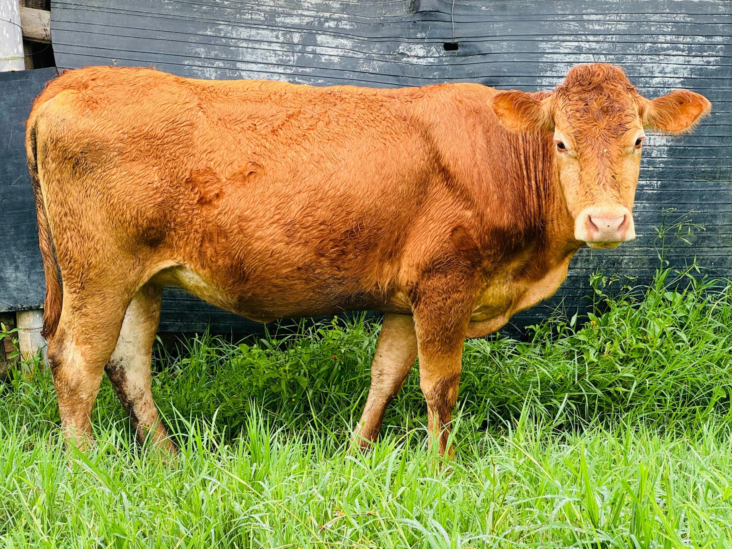 Vendo Novilla Preñada, raza Limousin — 1