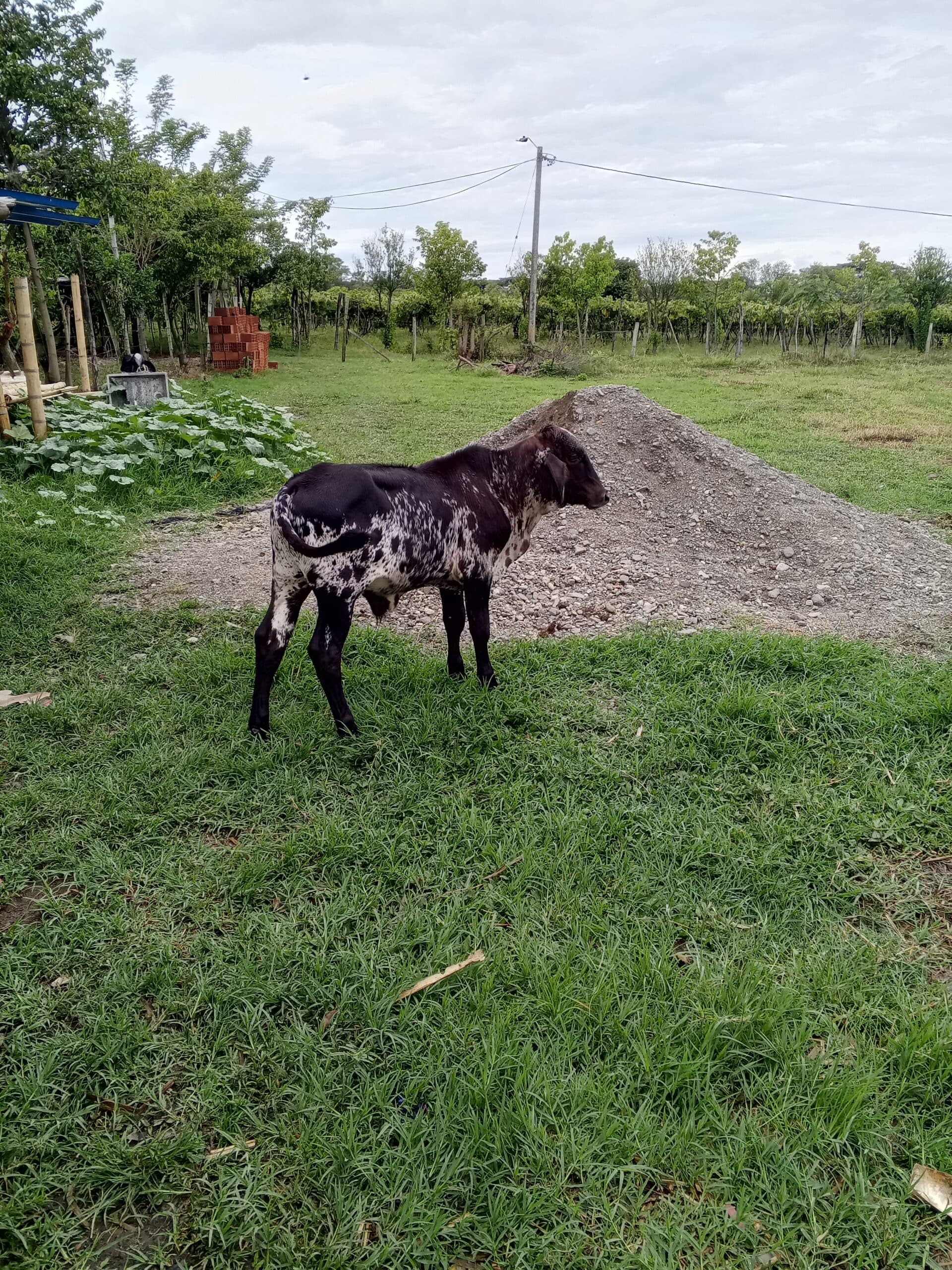 Se vende — 1