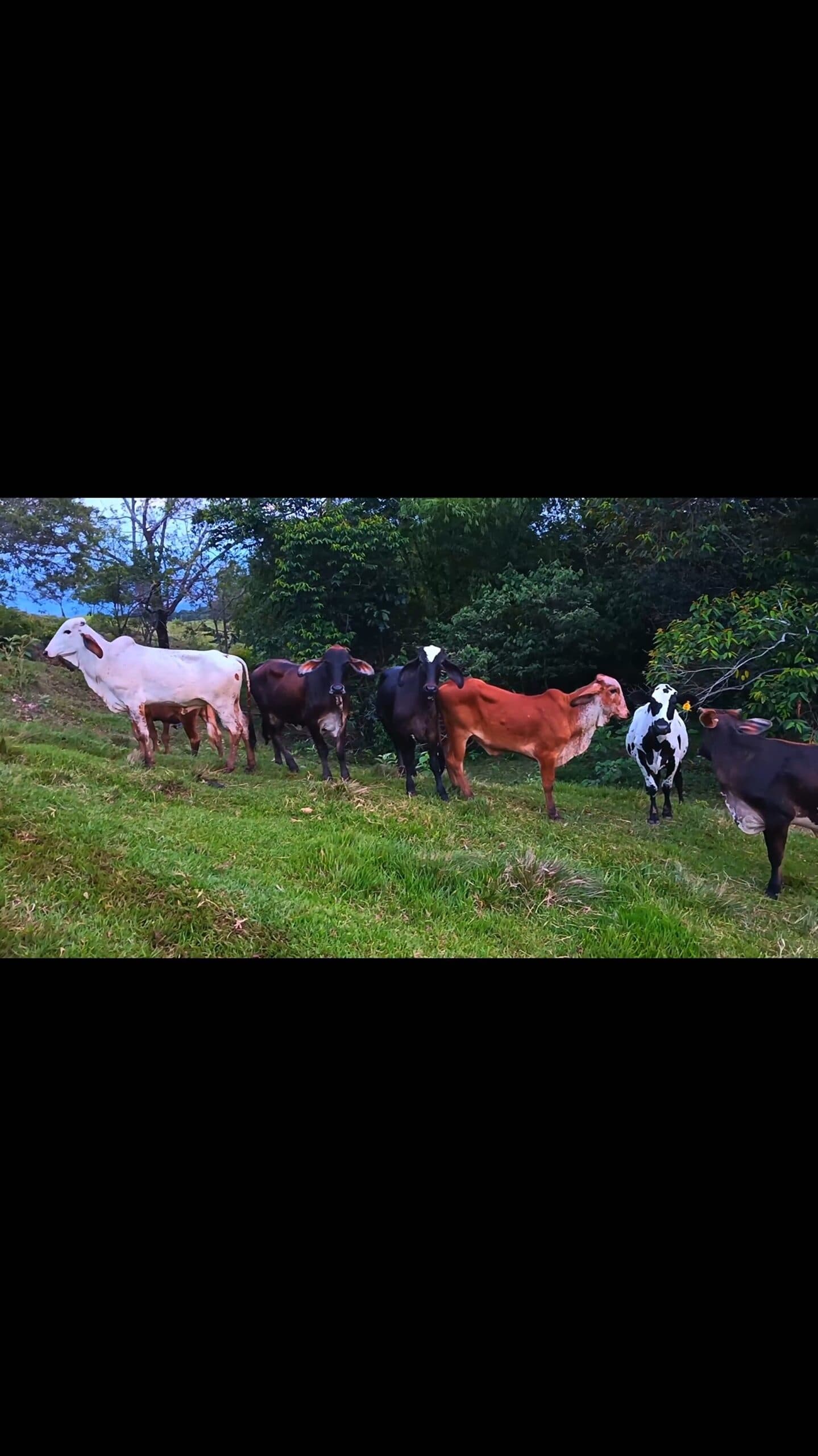 Venta de hermosas novillas tipo leche — 1