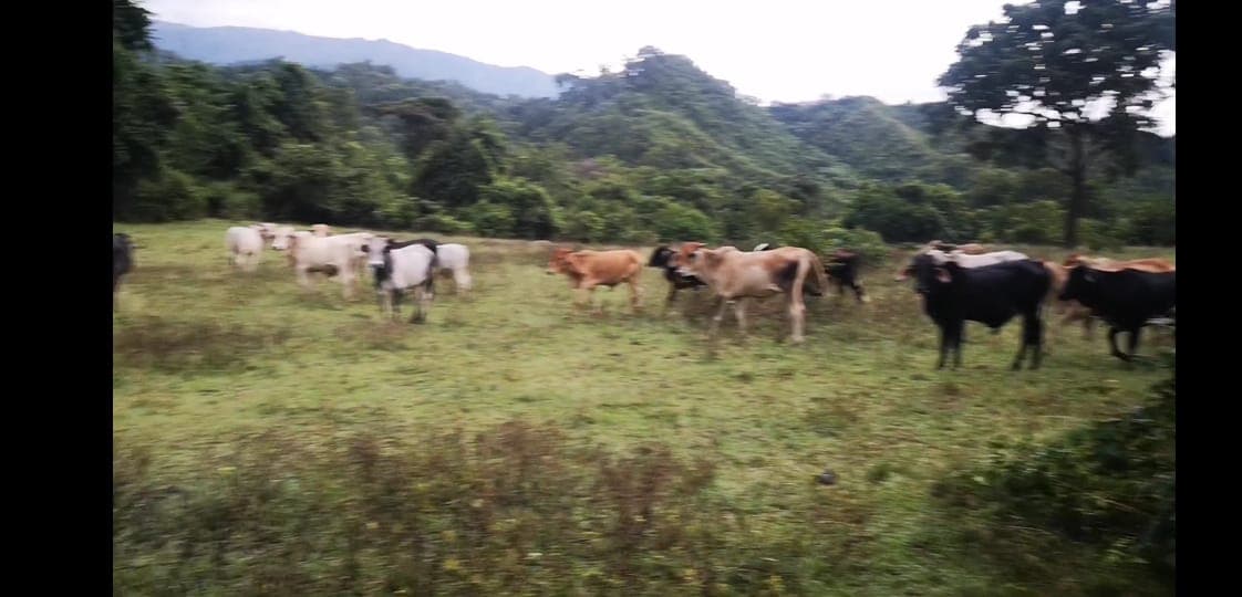 vendo lote de novillos de 360 kilos aprox — 1