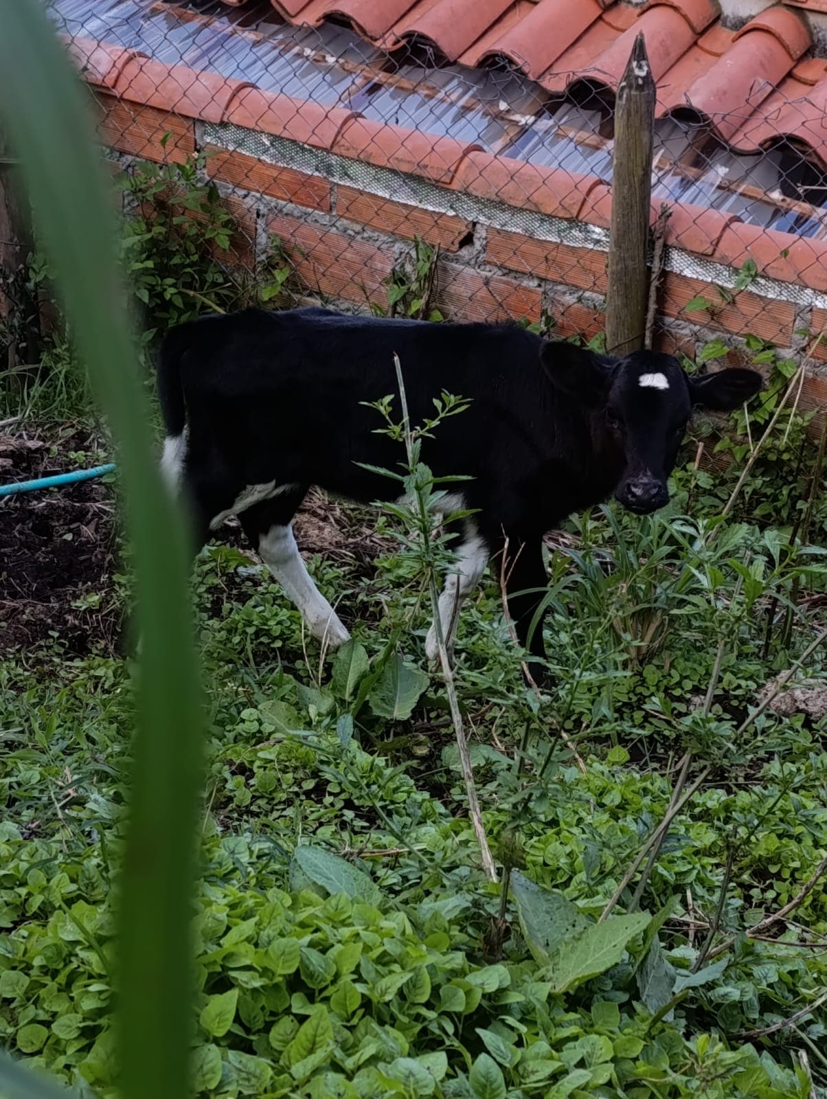 Se vende ternera holstein carequeso — 1