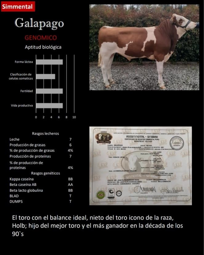 Venta de semen toro Simmental