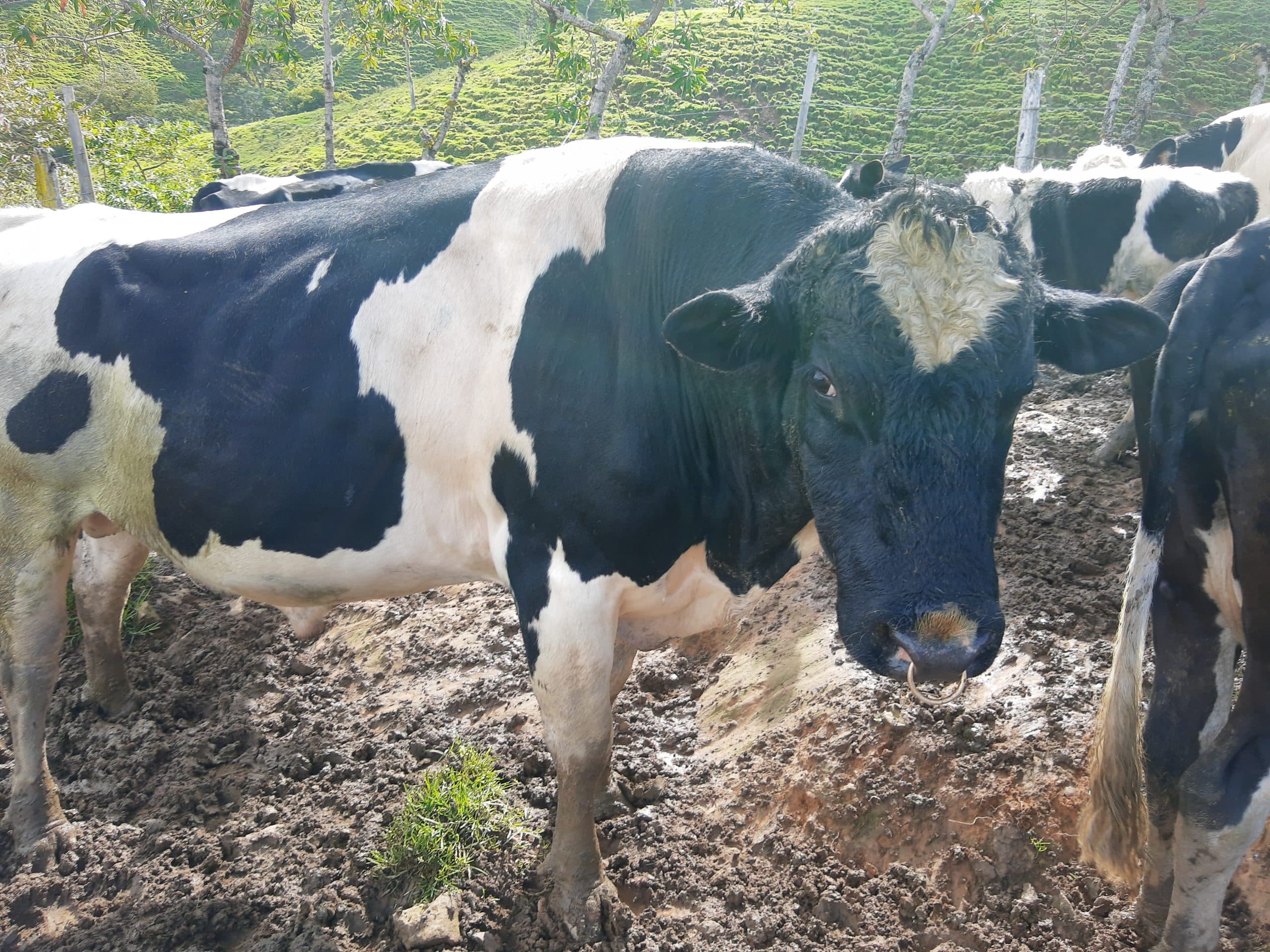Toro Holstein