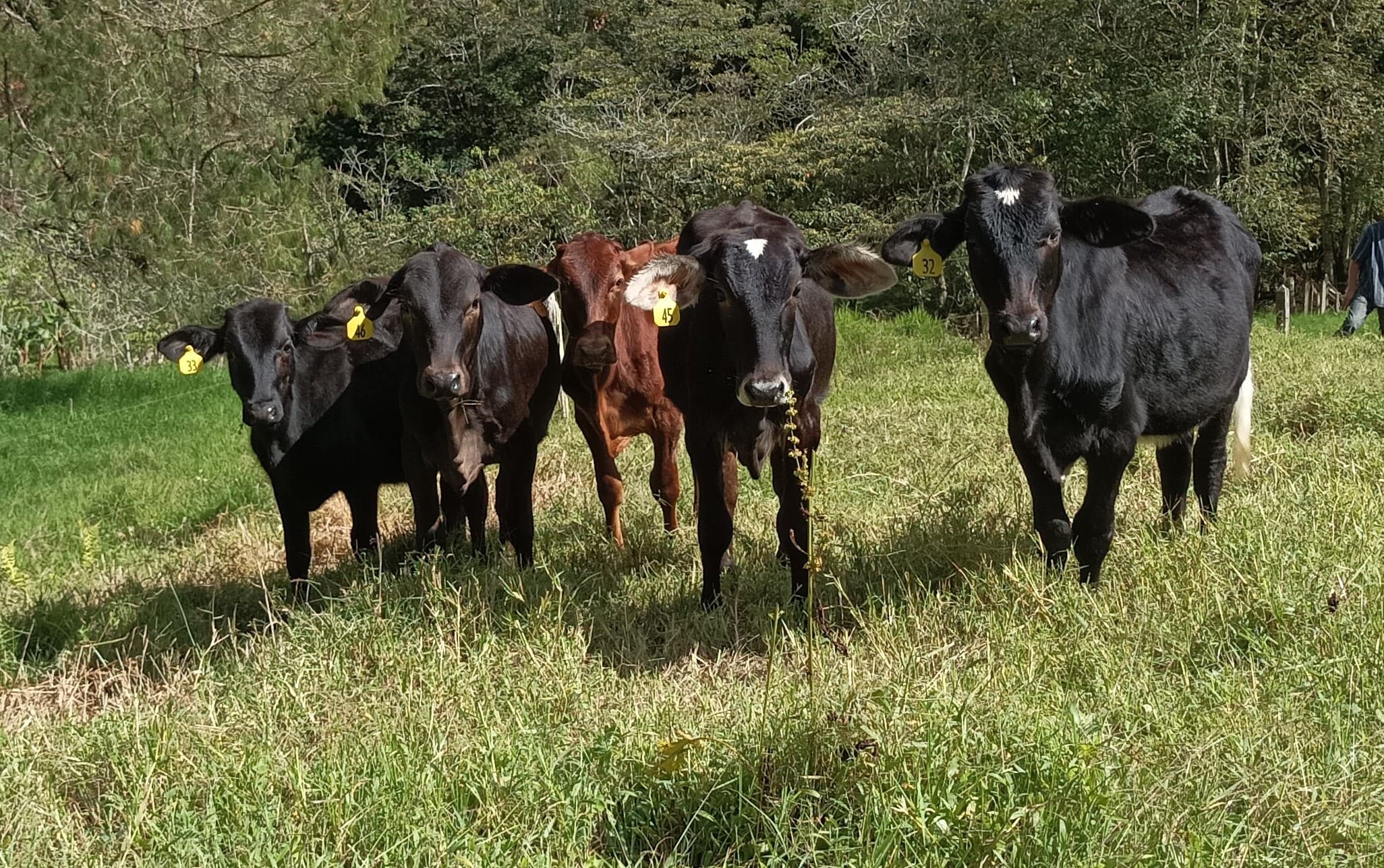 Venta terneras holstein cebu — 1