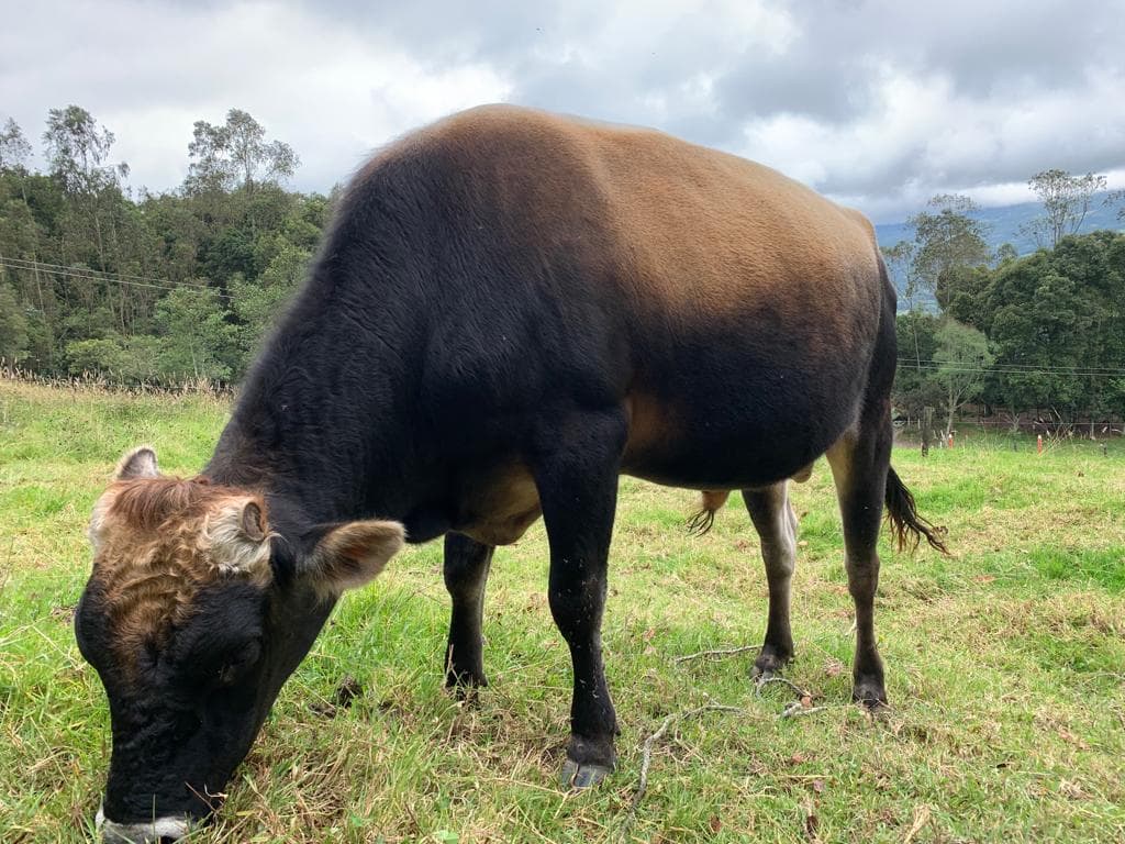 Toro jesey 36 meses