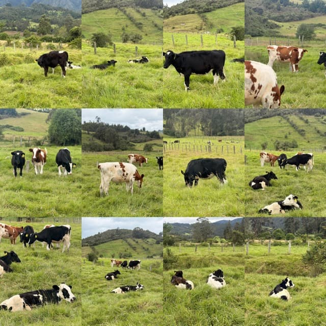 LOTE DE 14 TERNERAS HOLSTEIN DISPONIBLES — 1