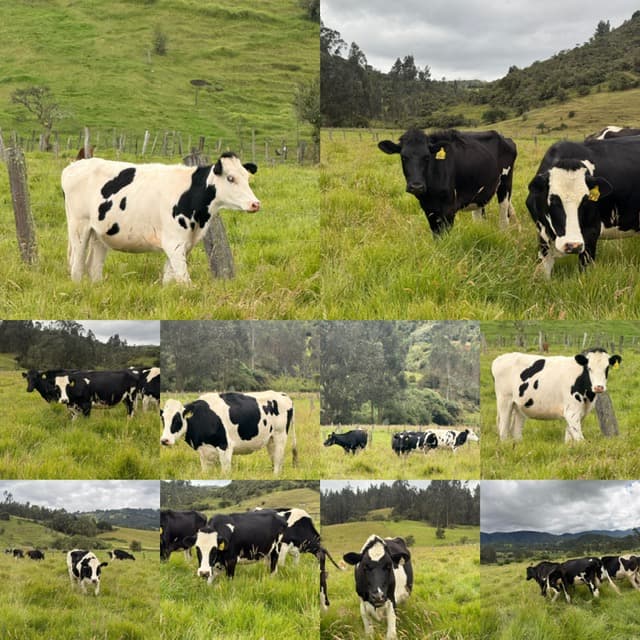 NOVILLAS HOLSTEIN LISTAS PARA PARTO DE EXCELENTE GENÉTICA DISPONIBLES — 1