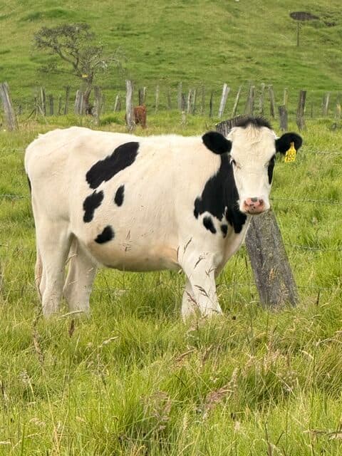 VENTA NOVILLA 16 MESES LISTA PARA INSEMINAR HOLSTEIN — 1