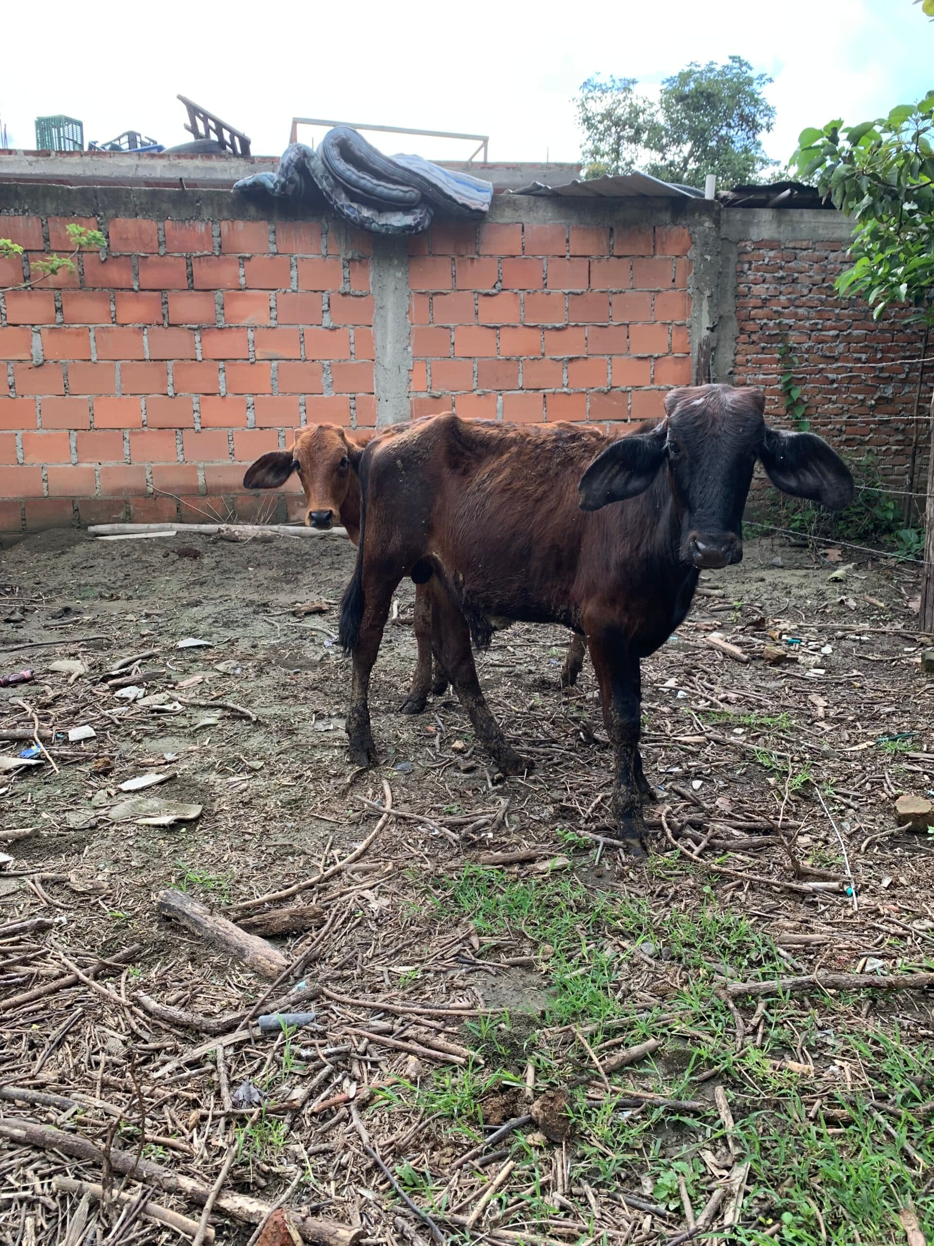 Se vende ternero en buenas carnes — 1