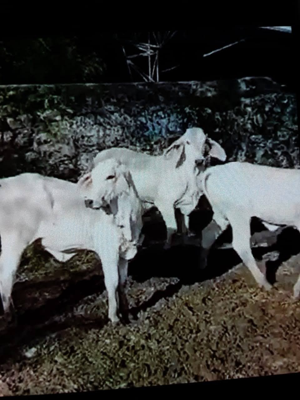 Venta de novillas Brahman Gris para Cría — 1