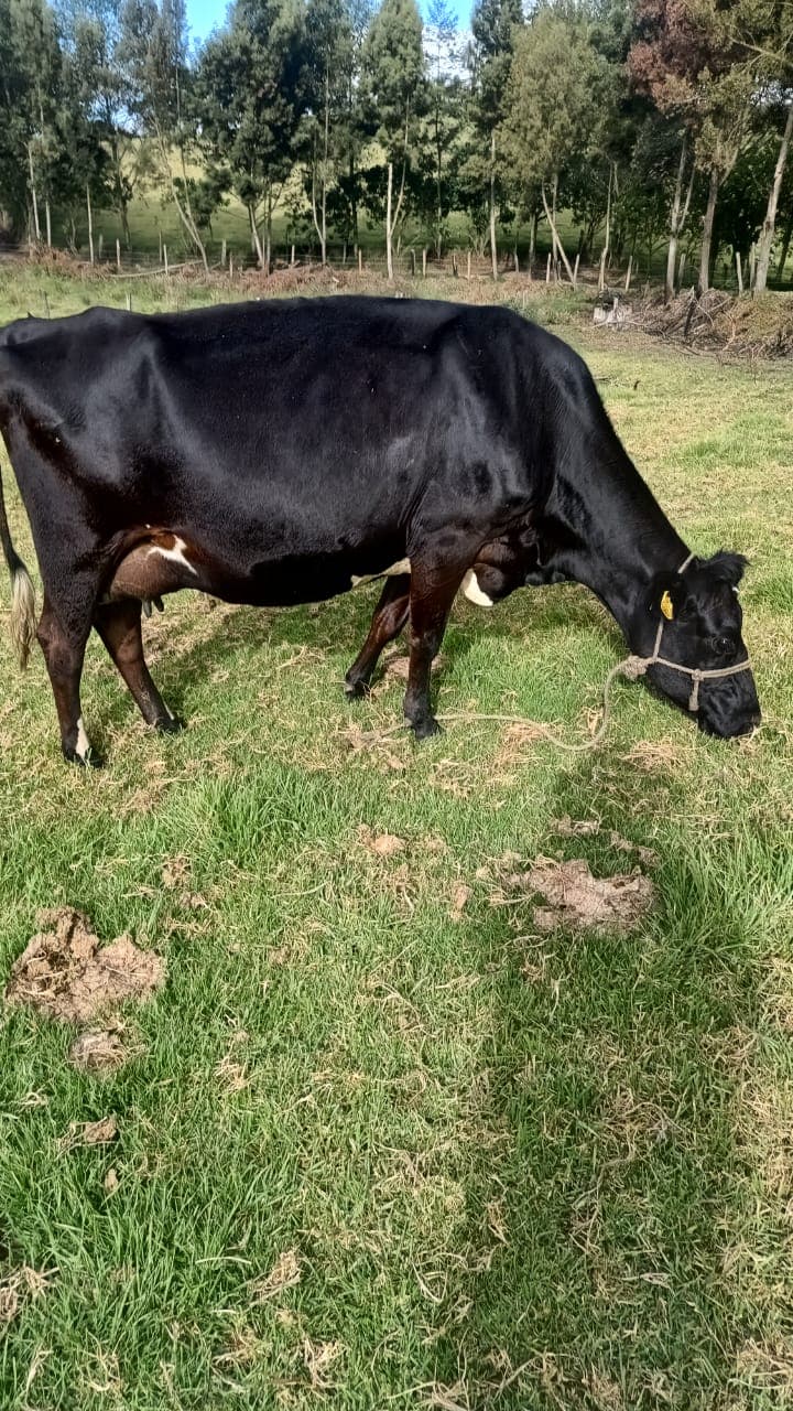 Venta de vacas jersey — 1