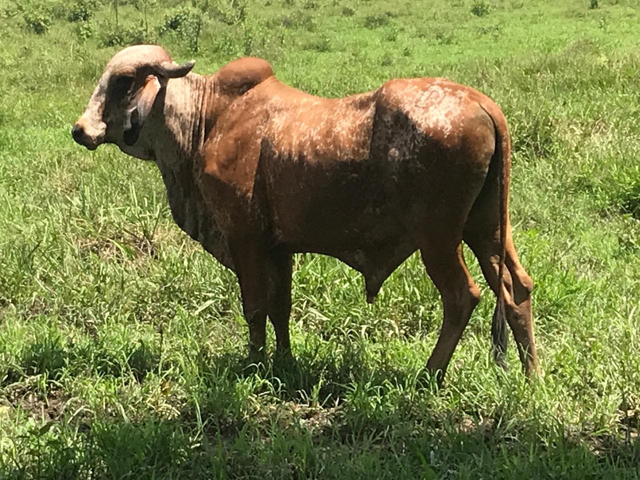 Venta