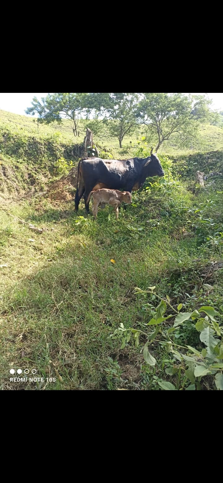 Se vende baca lechera — 1