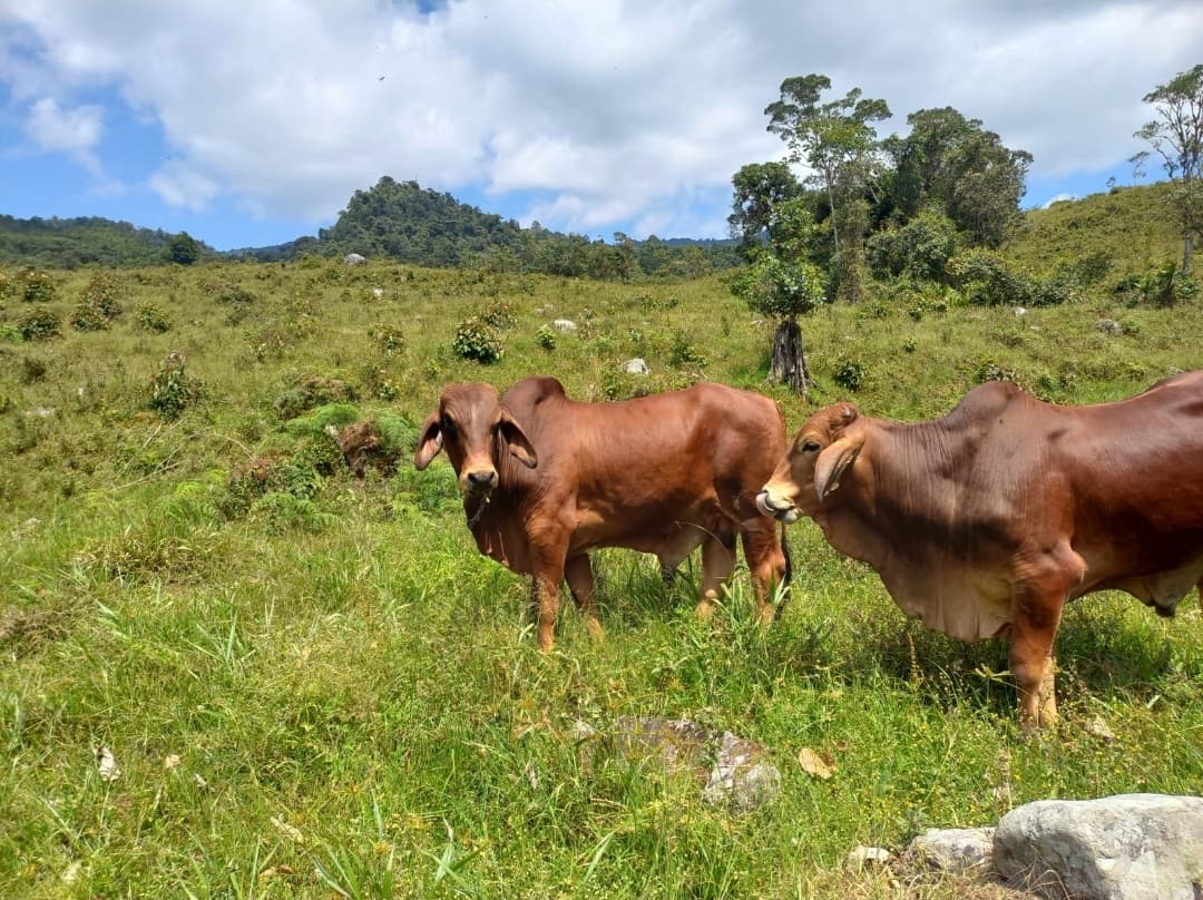 BRAHMAN ROJOS — 1