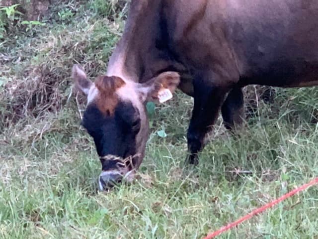 Vendo 2 vacas Jersey con certificado de registro