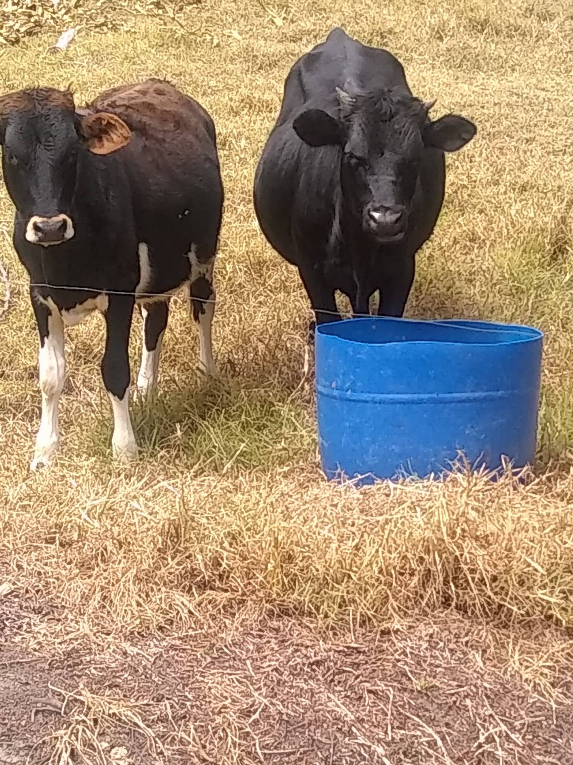 Vendo dos terneros un girolando un angus cruzado — 1