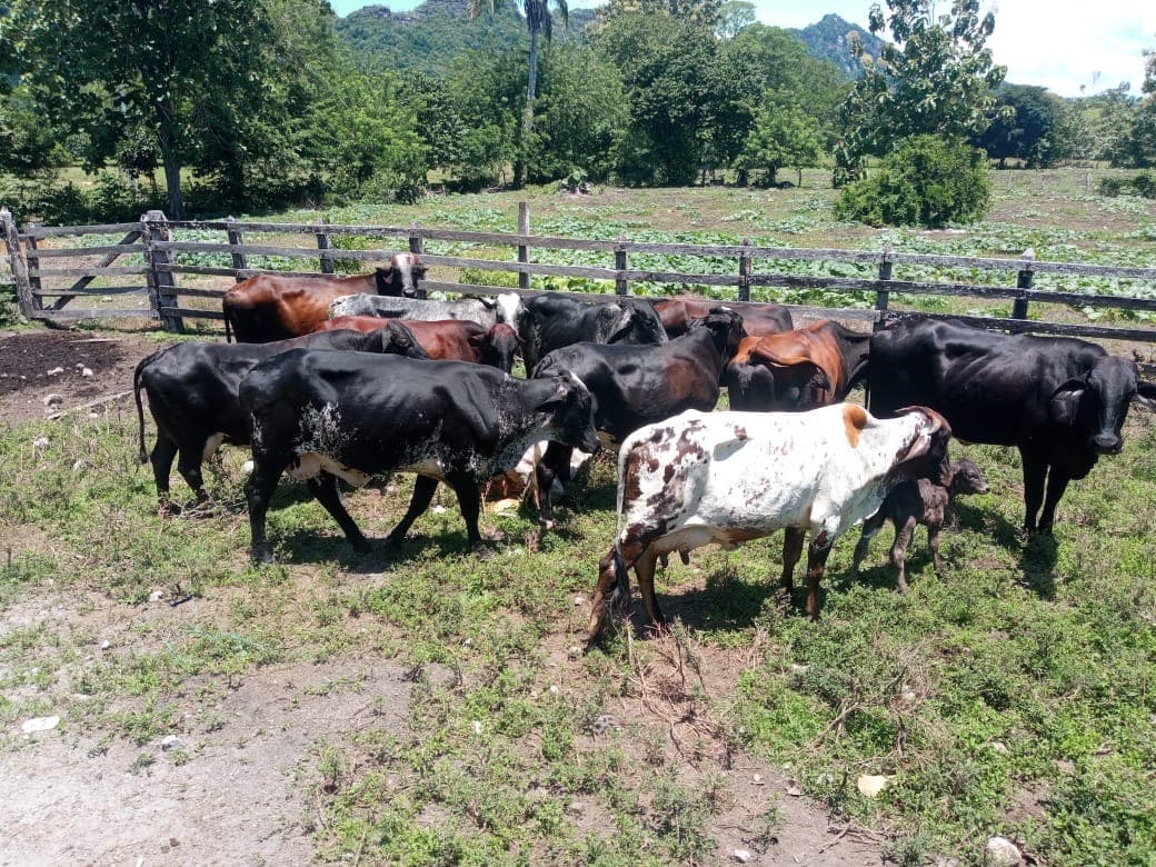 Vacas girolandas — 1