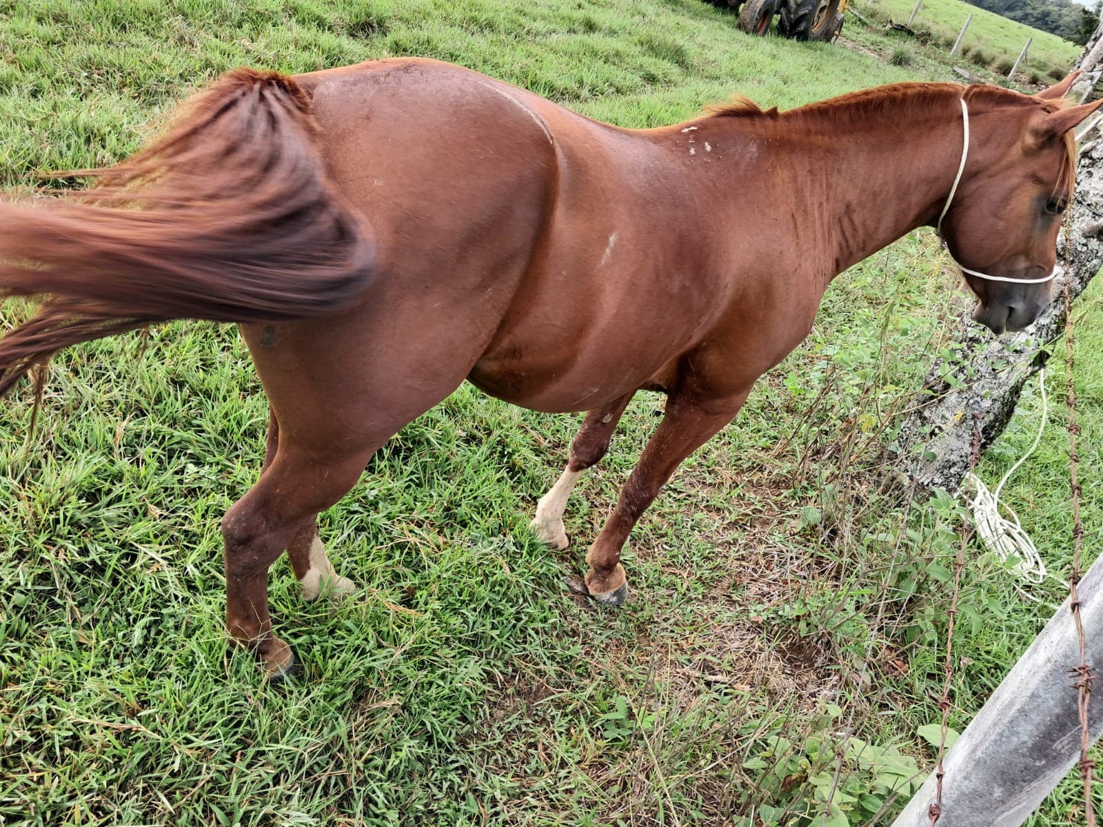 Vendo caballo cruzeto (cuarto de milla x criollo) entero. — 1
