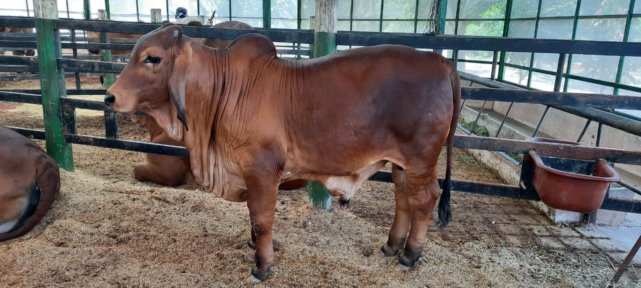 Vendo ternero brahman puro con registro excelente condición — 1