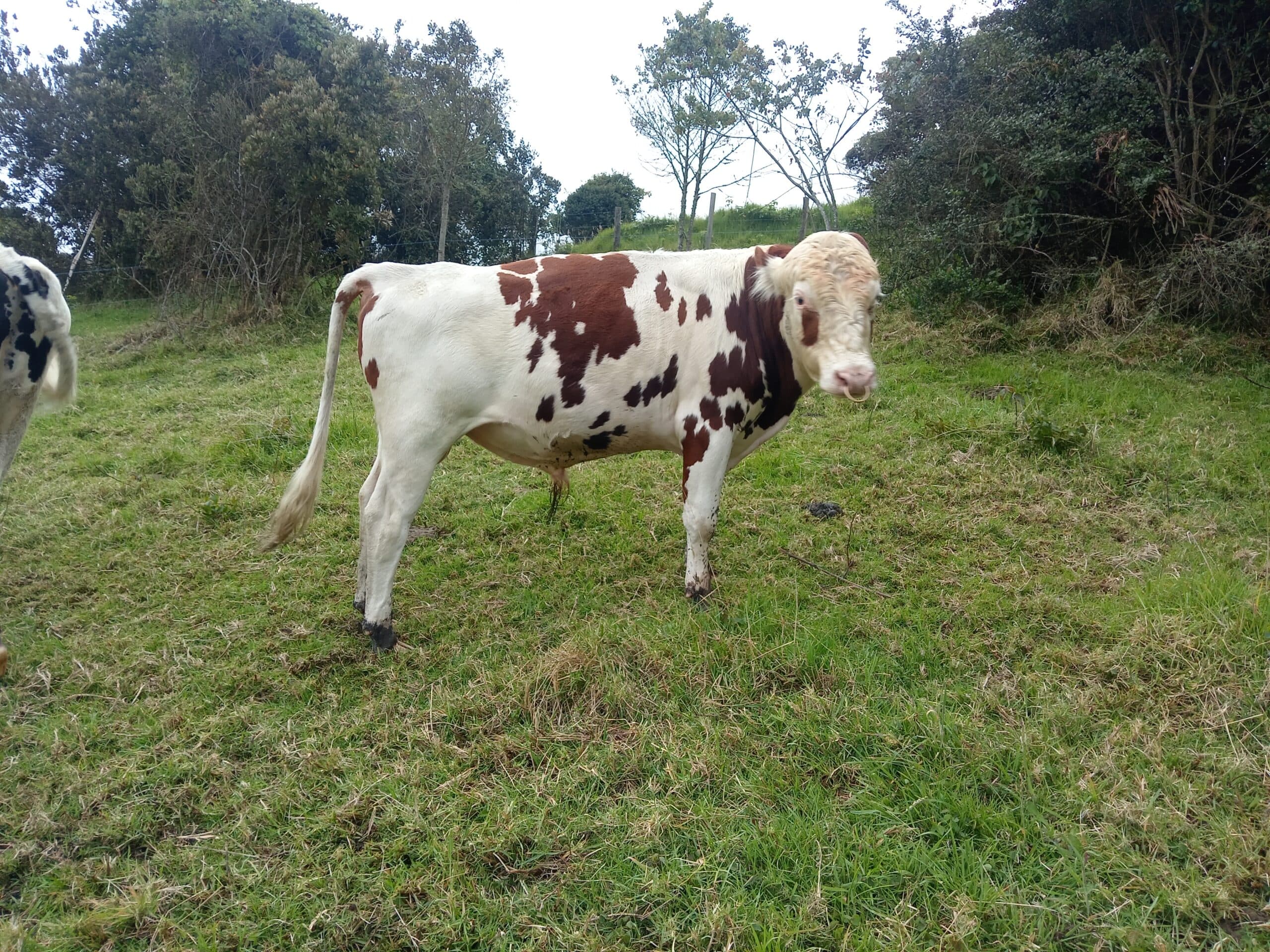 Vendo toro — 1