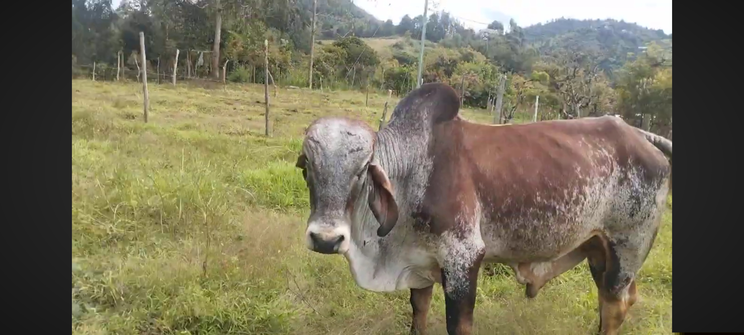 Toro gyr puro — 1