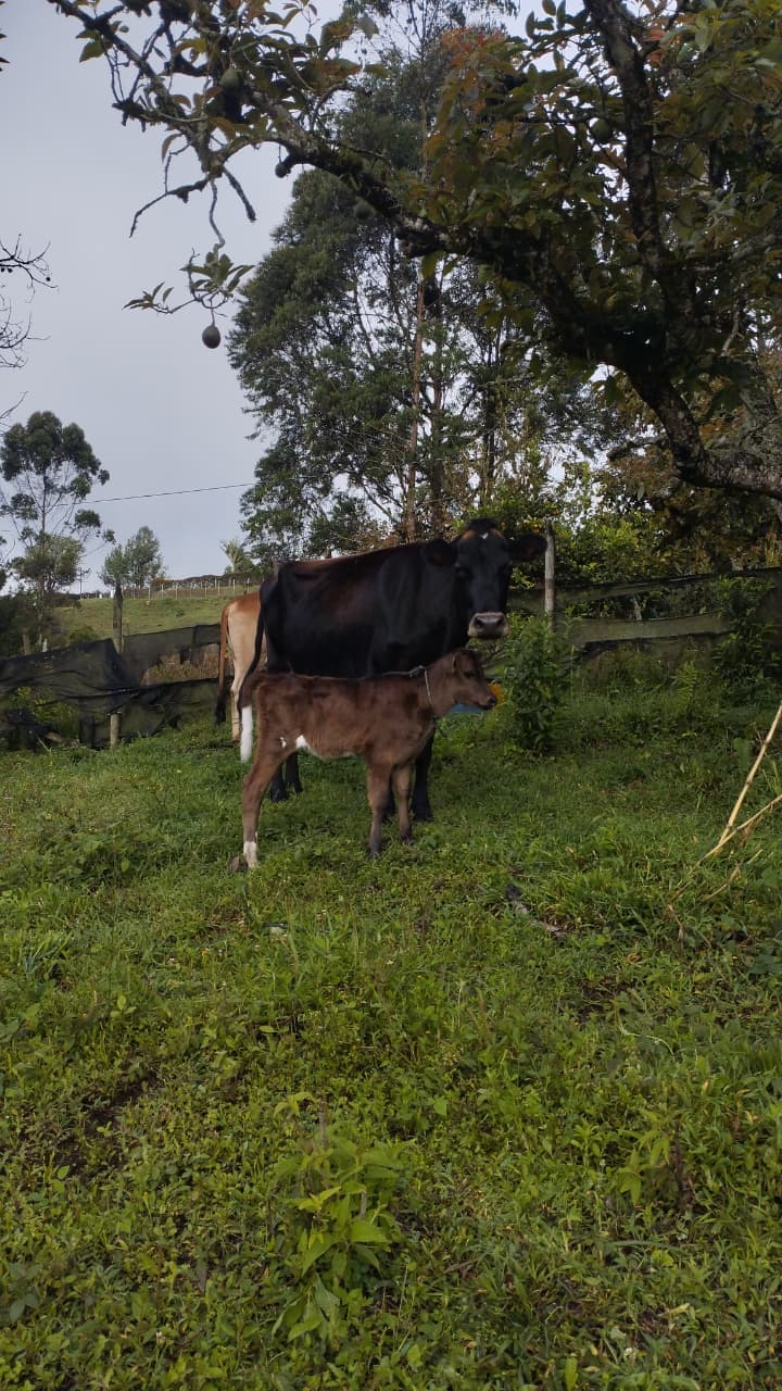 Vaca adelantada de 5 meses de gestación — 1