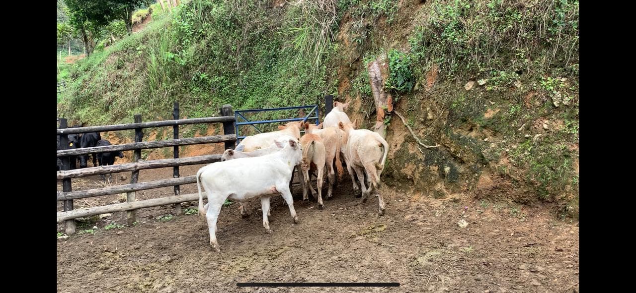 7 ML Charolais x Brahman — 1