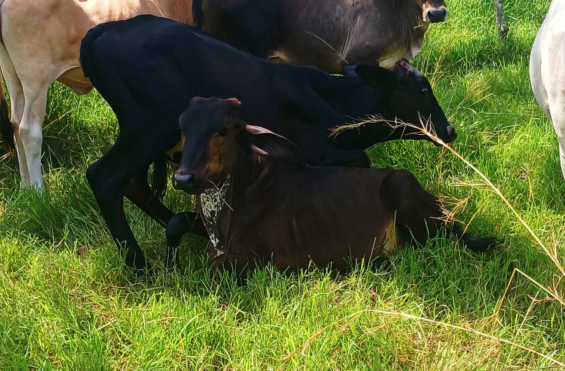 Venta de terneras tipo leche pie de cria emirat inf — 1