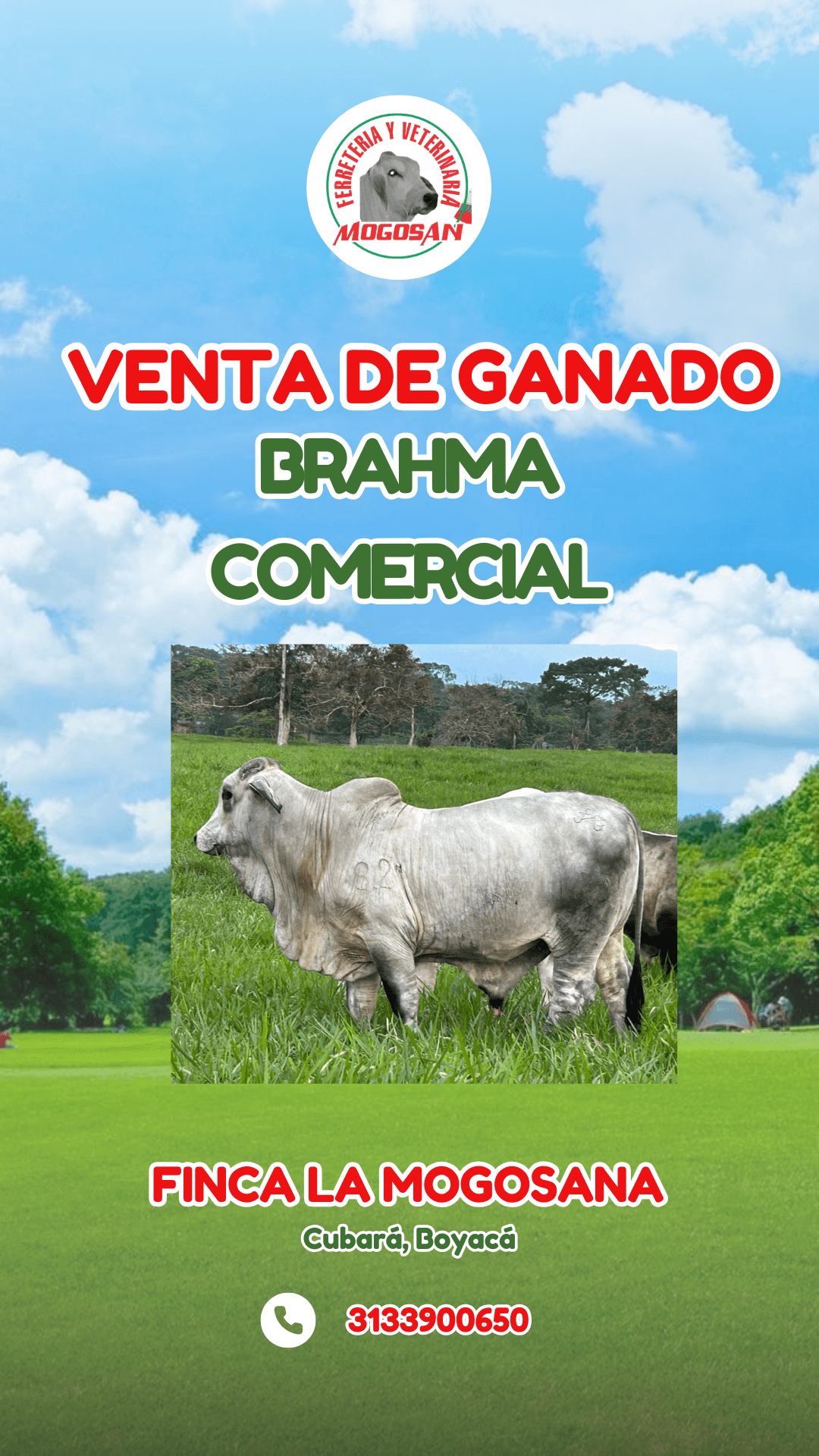 VENTA DE GANADO BRAHMAN COMERCIAL
