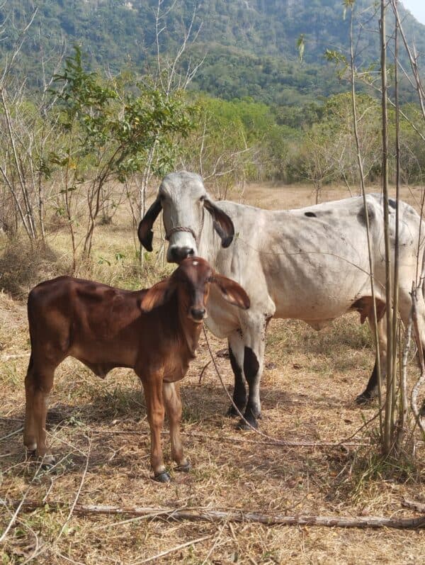 vaca con cría raza GYR — 1
