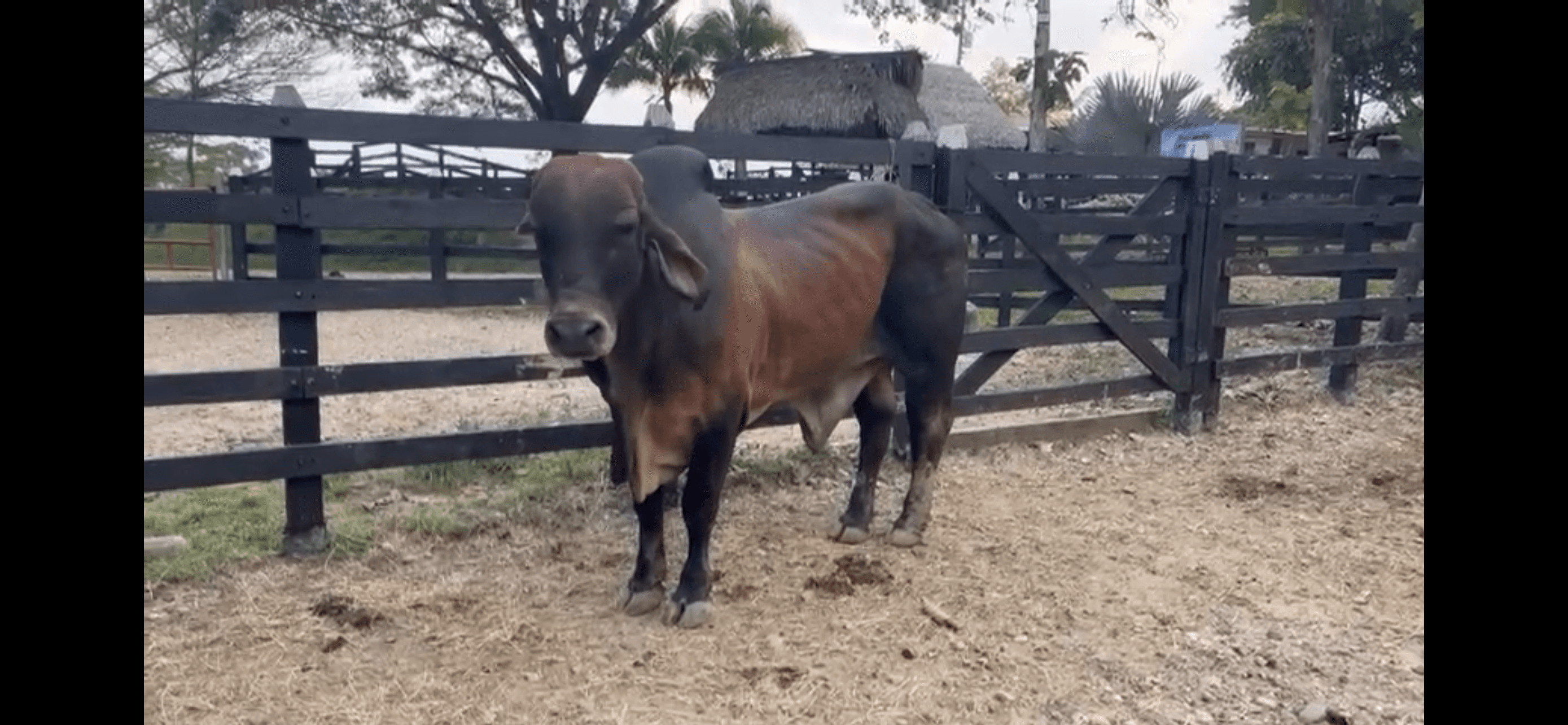 Toro Puro Brahmán rojo — 1